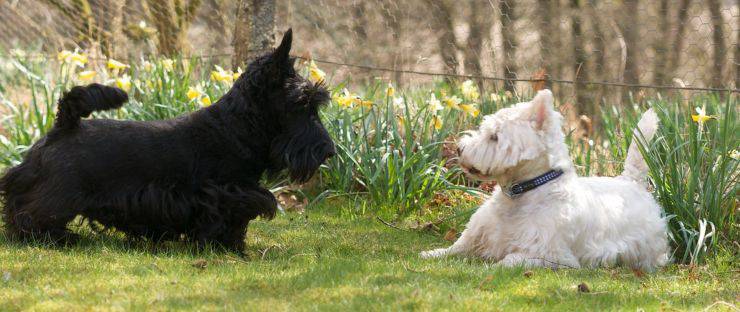 Scottish Terrier cani