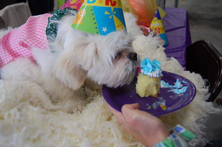 torta cani decorazioni party