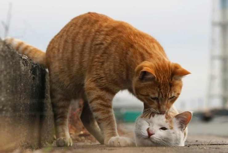 Il bacio del gatto (Foto Instagram)