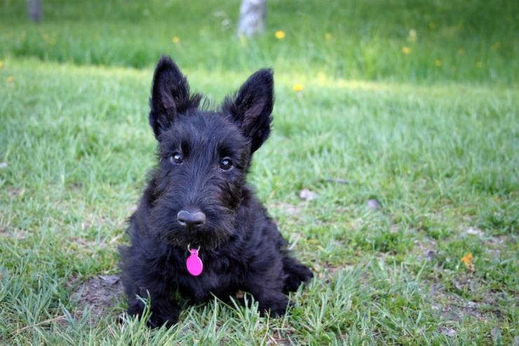 Scottish Terrier: i pro e contro