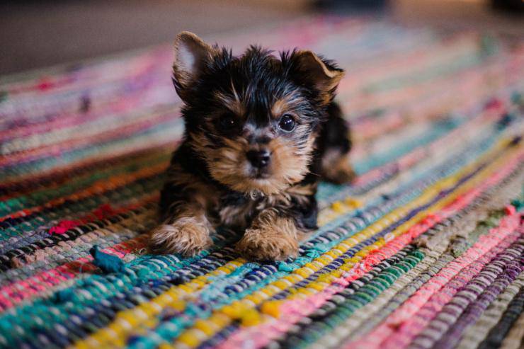 Il sistema immunitario del cucciolo di cane