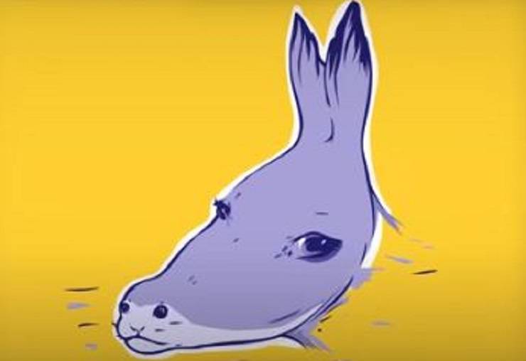 Foca o asino