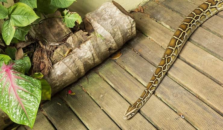 Serpente in casa