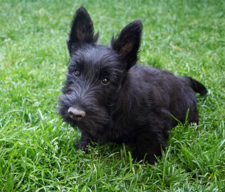 Scottish Terrier
