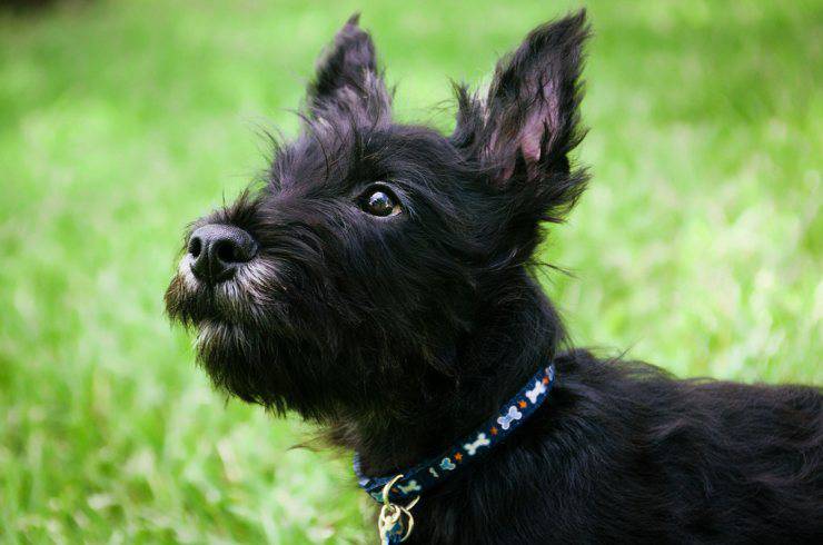 scozzese cane nero