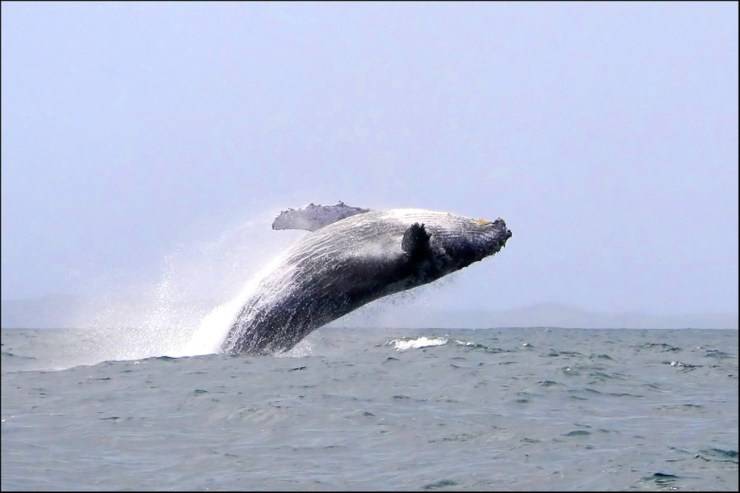 Le megattere possono imparare canzoni, e anche altri abitanti del mare