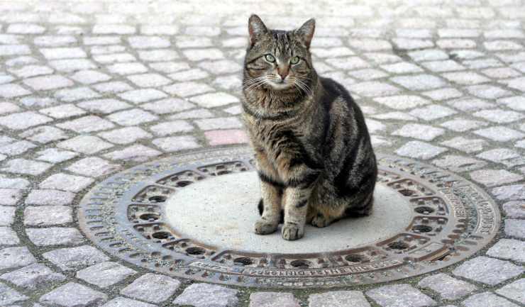 gatti siedono quadrato cerchio