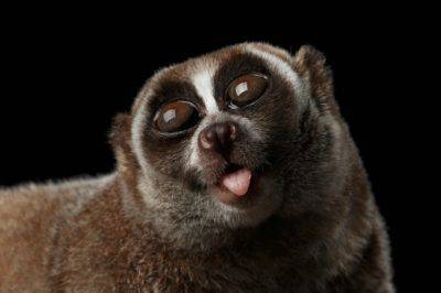 Primate