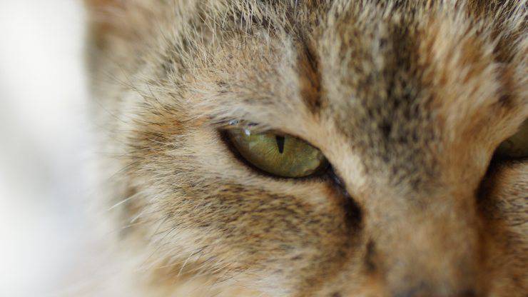 secrezioni occhi gatto