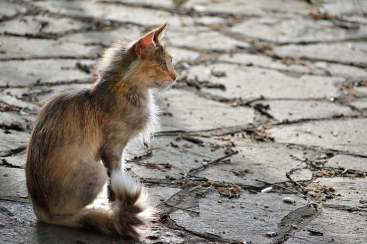 Gatto randagio (Foto Adobestock)