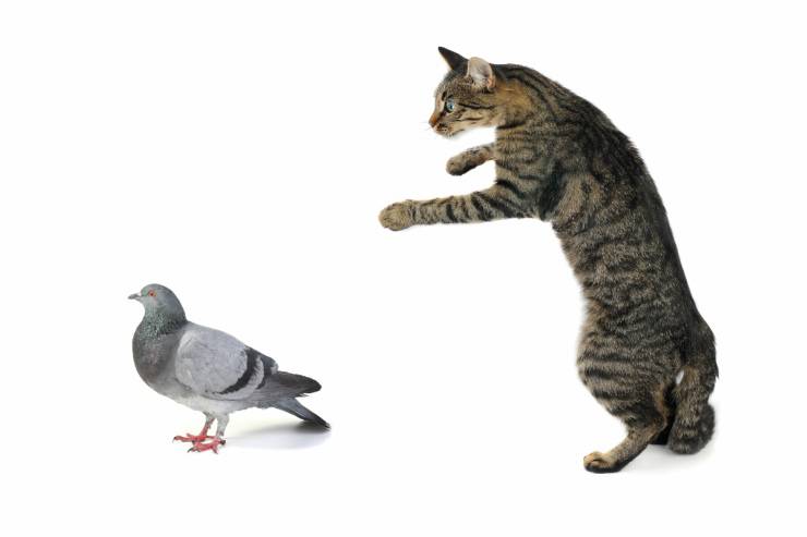Il gatto ha mangiato l'uccellino