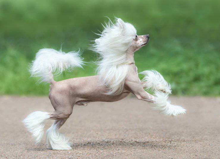 Cane nudo cinese