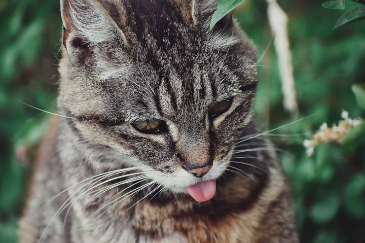 American Wirehair.(Foto Pixabay)