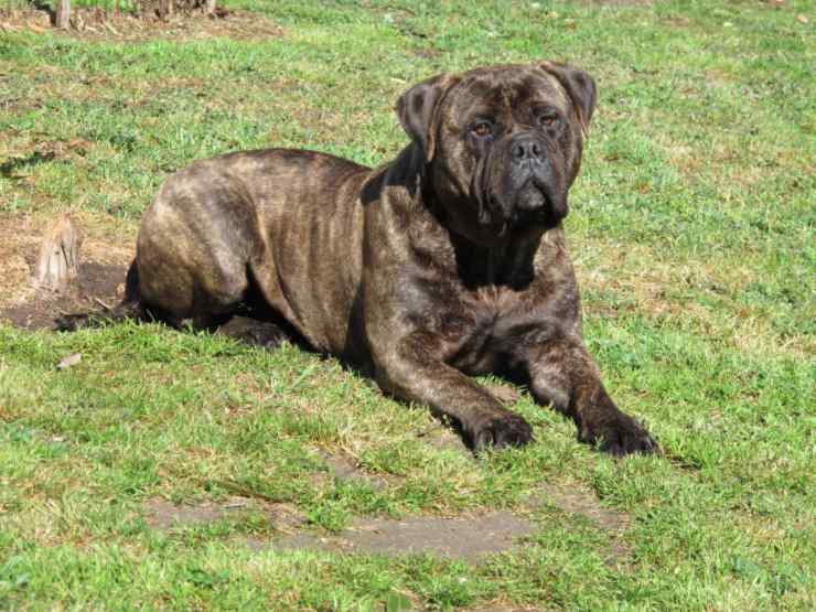 Bullmastiff Razze di cani più facili da gestire