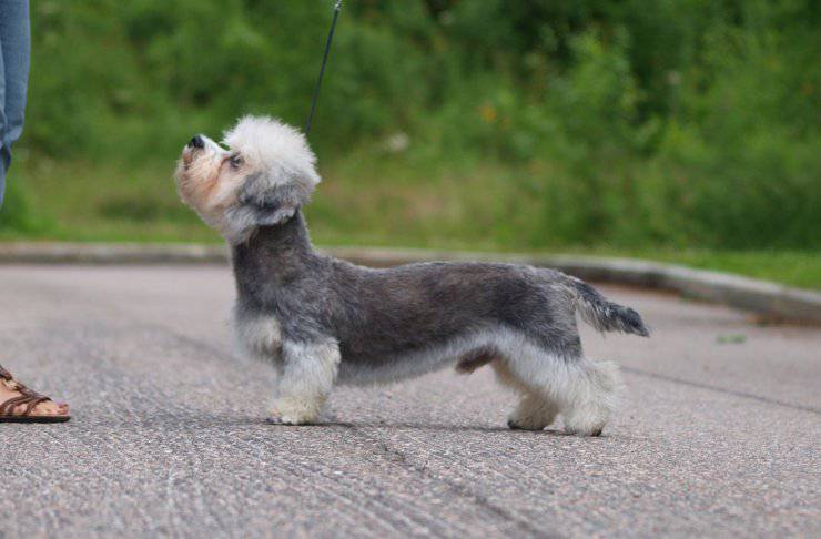 Razze di cani con zampe corte Dandie Dinmont Terrier