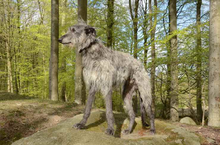 Deerhound adulto