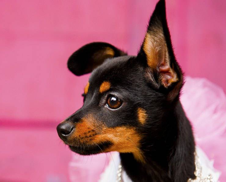 English toy terrier black and tan cucciolo