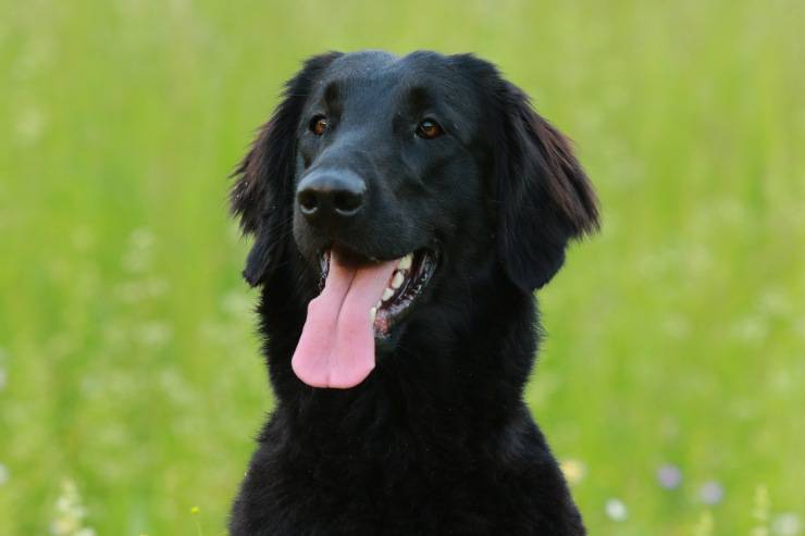 Flat coated retriever adulto