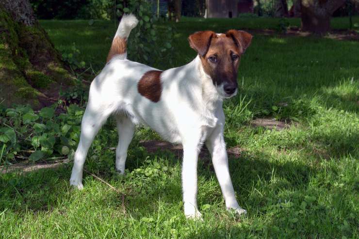 Fox terrier a pelo liscio adulto