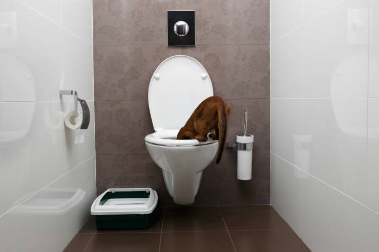 Il gatto beve dal Wc