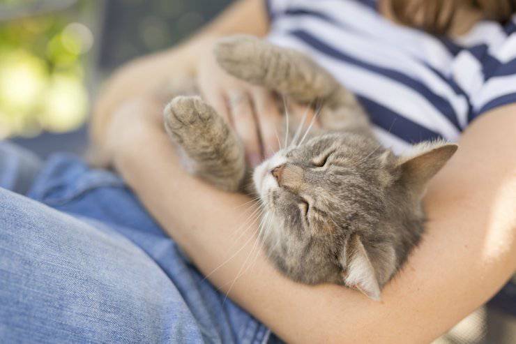 Il gatto vuole il contatto
