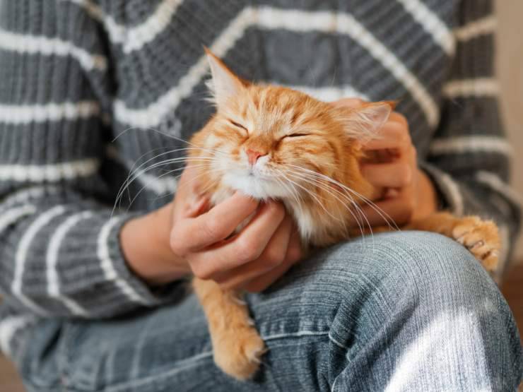 Fare coccole al micio