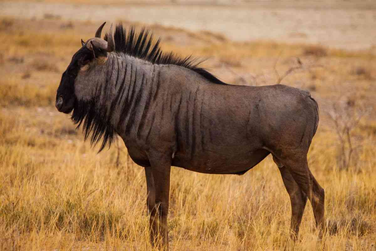 Gnu in natura