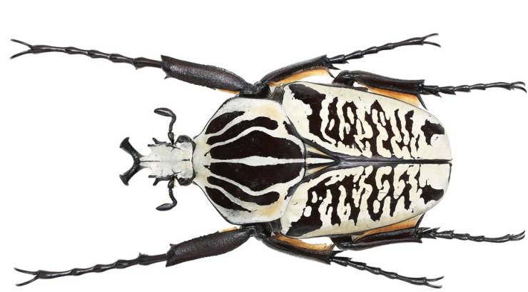 scarabeo Goliathus albosignatus