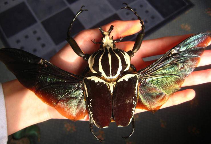 scarabeo Goliathus goliatus