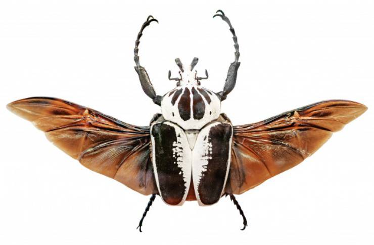 scarabeo Goliathus regius