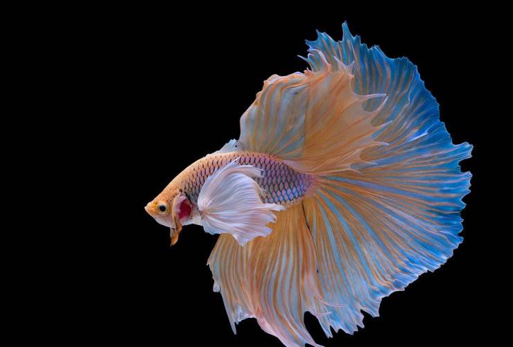 Halfmoon Betta pesce combattente flickr