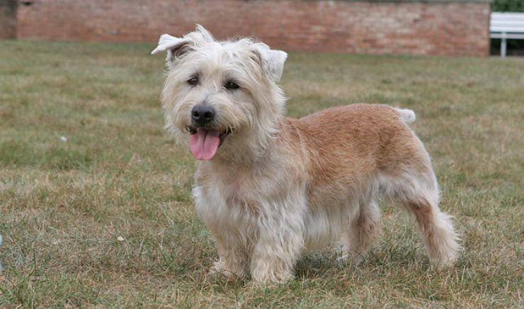 Irish Glen of Imaal terrier flickr