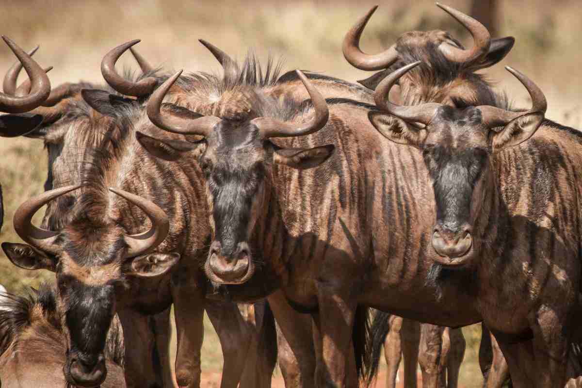 Mandria di gnu