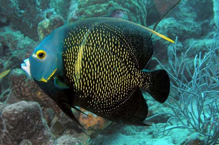 Pesce angelo francese