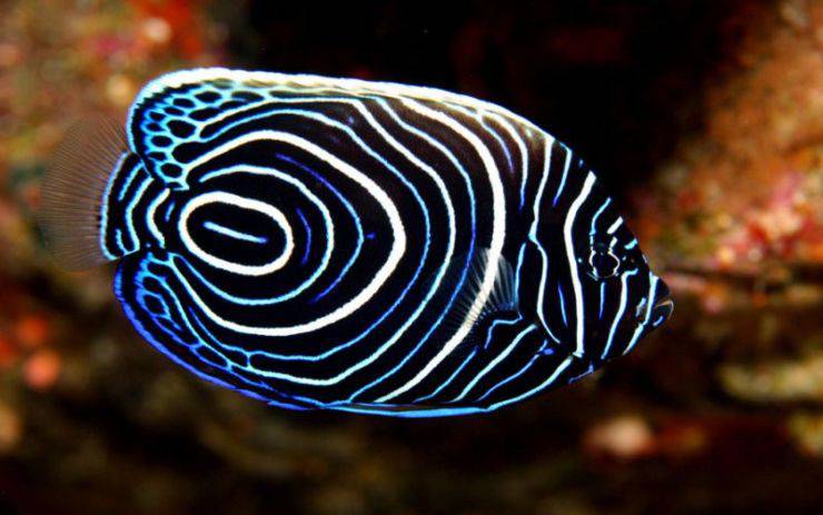 Pesce angelo imperatore pesci più belli