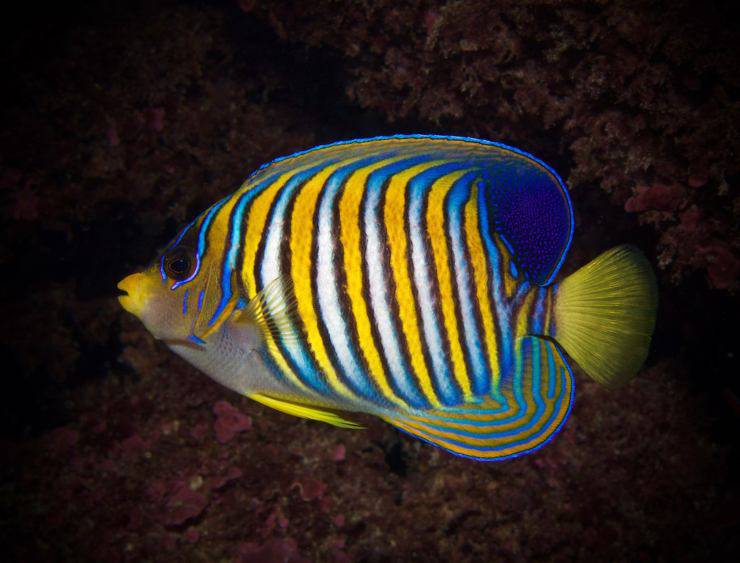 Pesce angelo reale
