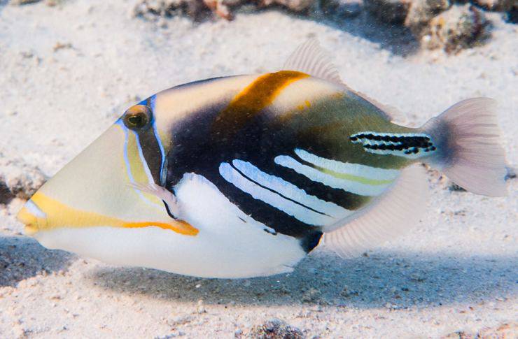 Pesce balestra Picasso