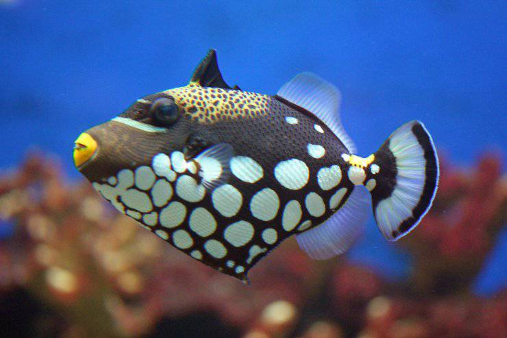 Pesce balestra pagliaccio pesci più belli