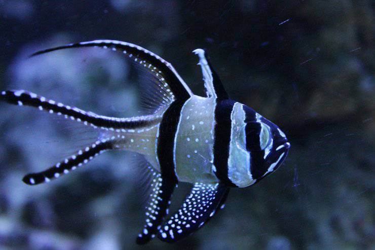 Pesce cardinale di Banggai