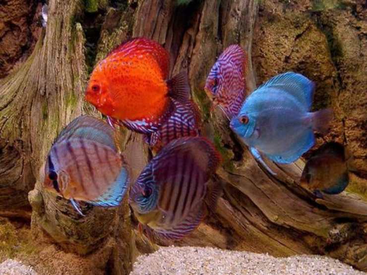 Pesce disco