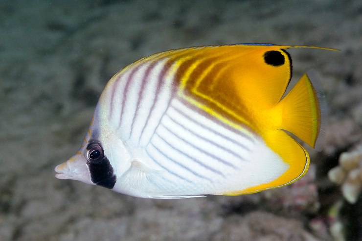 Pesce farfalla filamentoso