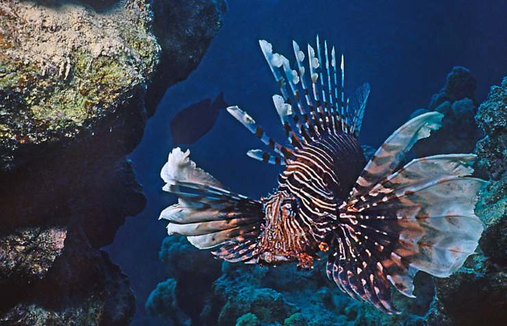 pesci più belli al mondo: il pesce leone