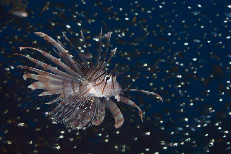 I pesci più belli al mondo: il pesce leone