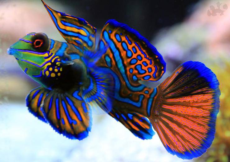 Pesce mandarino pesci più belli