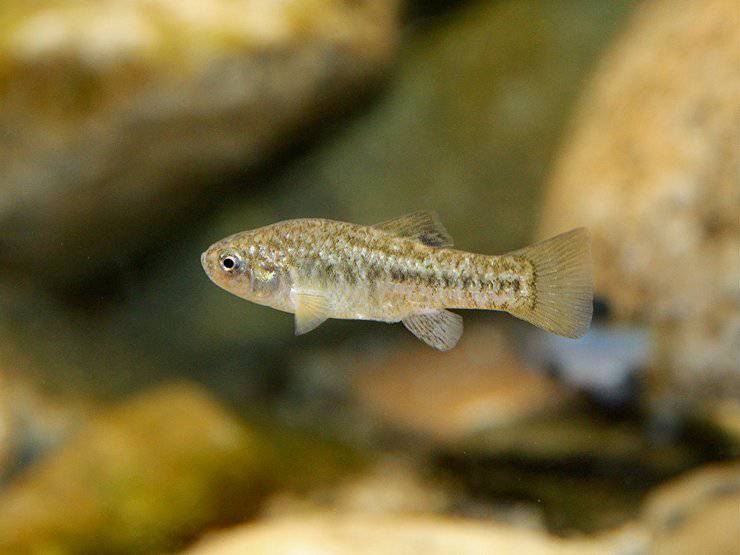 Pupfish del deserto pesce animali