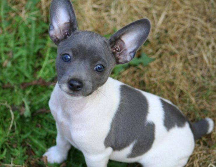 Rat Terrier pinterest