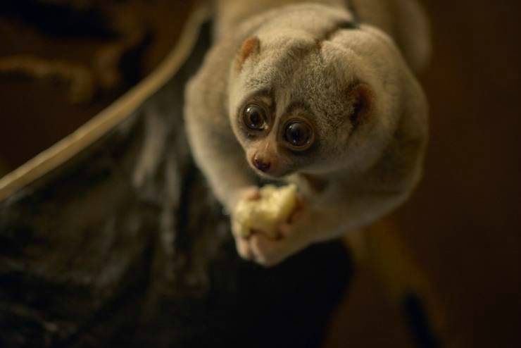 Primate