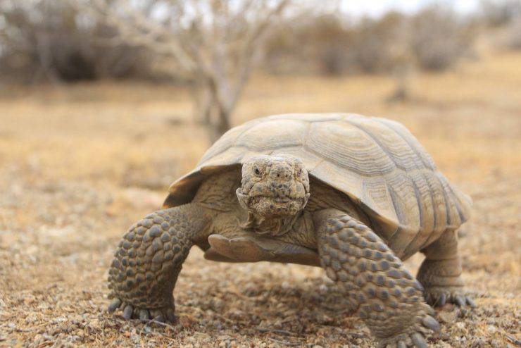 Tartaruga del deserto Cooper