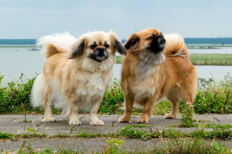 Tibetan Spaniel flickr