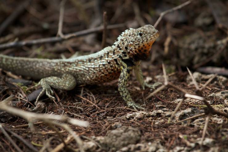 Tropidura delle Galapagos